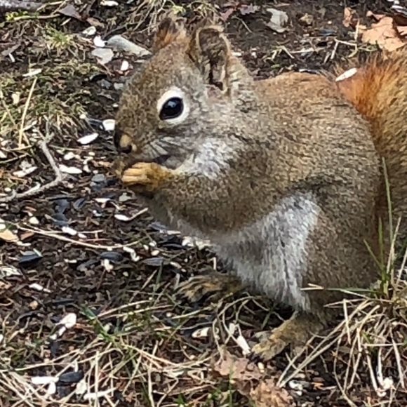 Meet your Posher, Suzanne - Picture 1 of 1